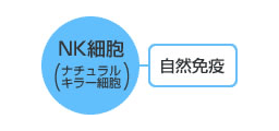 NK細胞（ナチュラルキラー細胞）：自然免疫